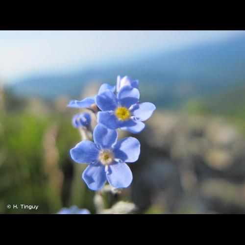 <i>Myosotis alpestris</i> F.W.Schmidt, 1794 &copy; H. Tinguy