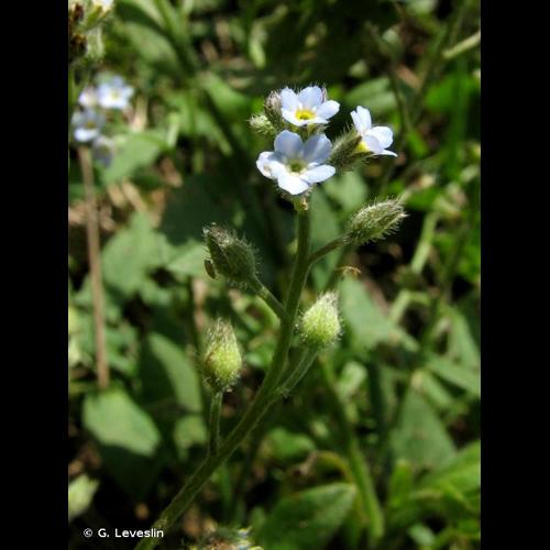 <i>Myosotis arvensis</i> (L.) Hill, 1764 © G. Leveslin
