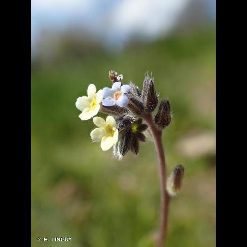 <i>Myosotis discolor</i> Pers., 1797 &copy; H. TINGUY
