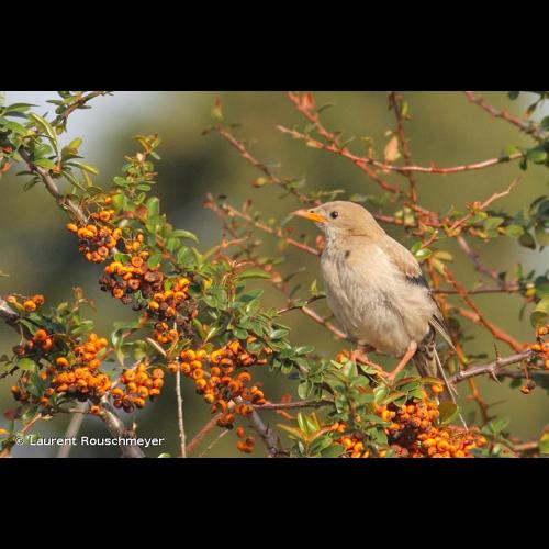 <i>Pastor roseus</i> (Linnaeus, 1758) © Laurent Rouschmeyer