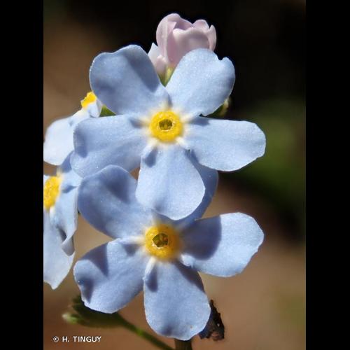 <i>Myosotis nemorosa</i> Besser, 1821 &copy; H. TINGUY