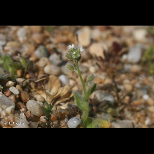 <i>Myosotis ramosissima</i> Rochel, 1814 &copy; S. Filoche