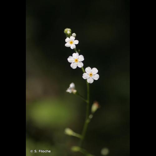 <i>Myosotis scorpioides</i> L., 1753 © S. Filoche
