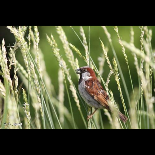 <i>Passer domesticus</i> (Linnaeus, 1758) © F. Jiguet