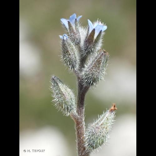 <i>Myosotis stricta</i> Link ex Roem. & Schult., 1819 © H. TINGUY