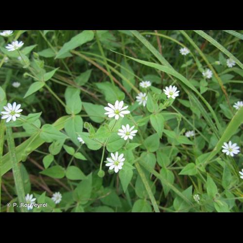 <i>Stellaria aquatica</i> (L.) Scop., 1771 © P. Rouveyrol
