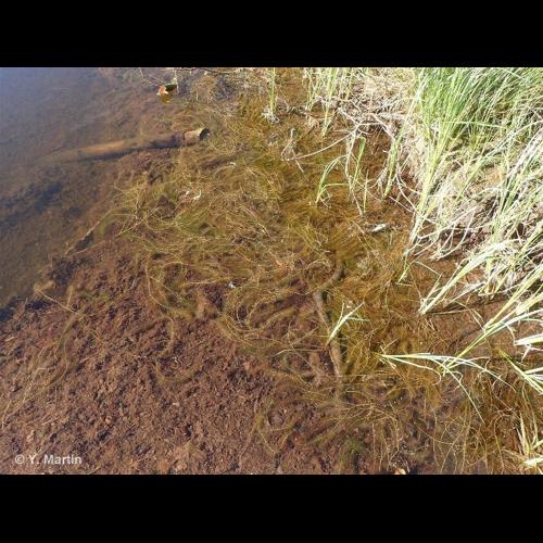 <i>Myriophyllum alterniflorum</i> DC., 1815 &copy; NULL