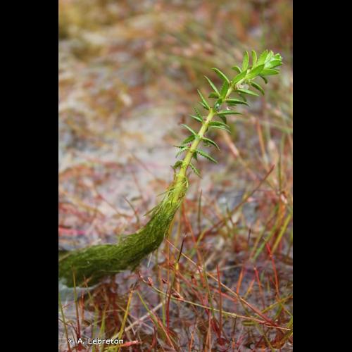 <i>Myriophyllum heterophyllum</i> Michx., 1803 © A. Lebreton