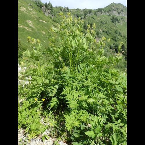 <i>Myrrhis odorata</i> (L.) Scop., 1771 &copy; H. TINGUY