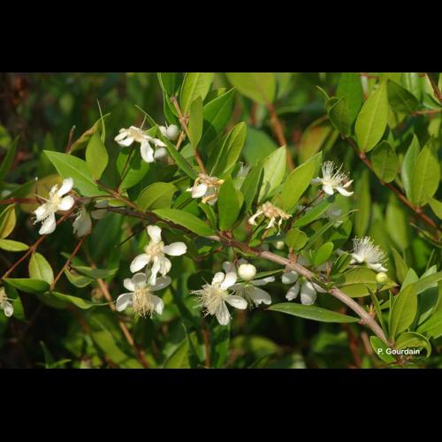 <i>Myrtus communis</i> L., 1753 © P. Gourdain