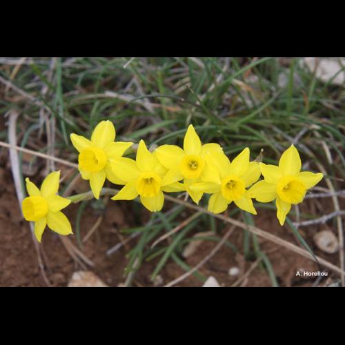 <i>Narcissus assoanus</i> Dufour, 1830 © A. Horellou