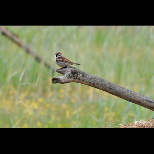 <i>Passer montanus</i> (Linnaeus, 1758) © J.P. Siblet