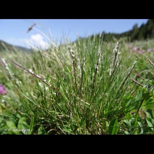 <i>Nardus stricta</i> L., 1753 &copy; P. Rouveyrol