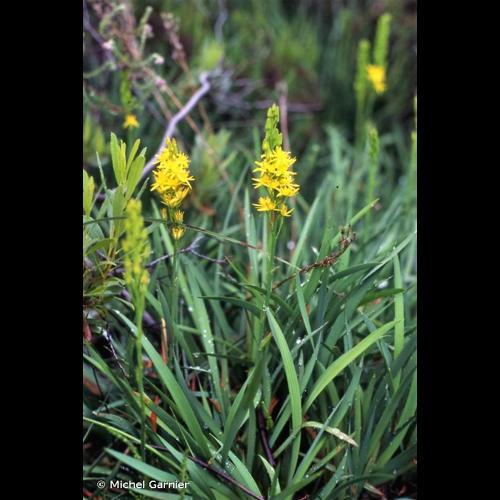 <i>Narthecium ossifragum</i> (L.) Huds., 1762 &copy; Michel Garnier