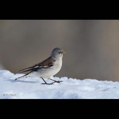 <i>Montifringilla nivalis</i> (Linnaeus, 1766) © R. Clerc