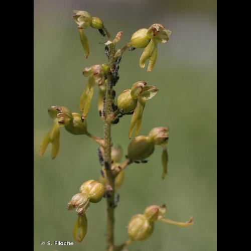 <i>Neottia ovata</i> (L.) Bluff & Fingerh., 1837 © S. Filoche