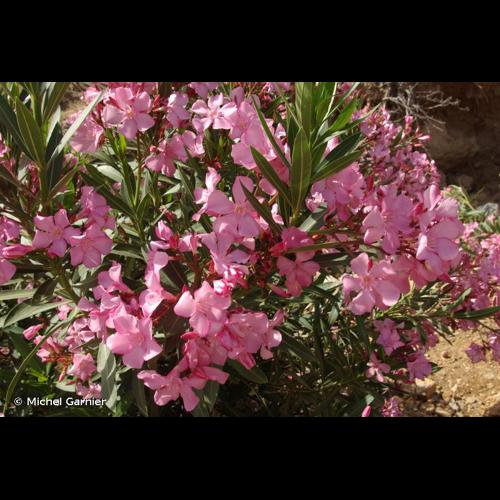 <i>Nerium oleander</i> L., 1753 © Michel Garnier