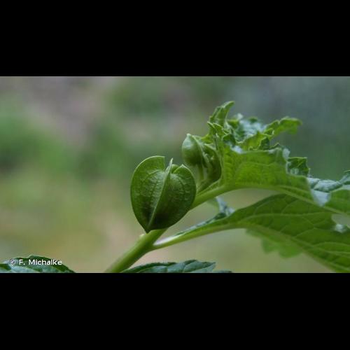 <i>Nicandra physalodes</i> (L.) Gaertn., 1791 © F. Michalke
