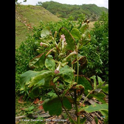 <i>Nicotiana tabacum</i> L., 1753 © César Delnatte - ONF Martinique