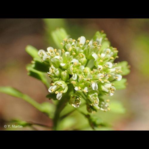 <i>Noccaea brachypetala</i> (Jord.) F.K.Mey., 1973 © NULL