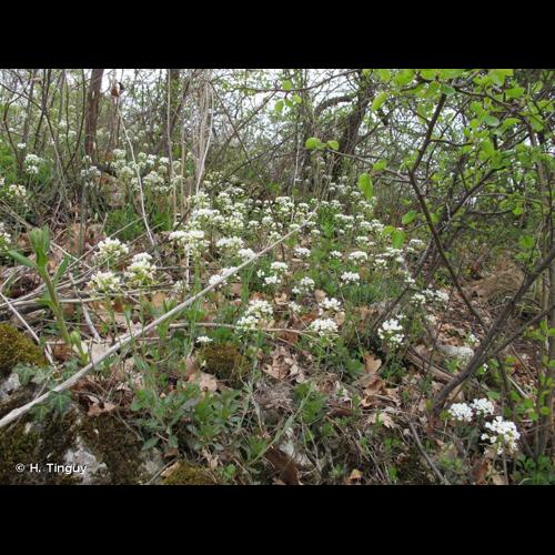 <i>Noccaea montana</i> (L.) F.K.Mey., 1973 © H. Tinguy