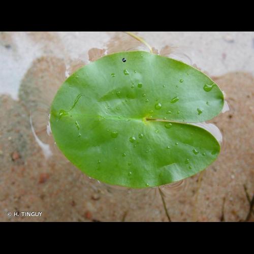 <i>Nuphar pumila</i> (Timm) DC., 1821 &copy; H. TINGUY