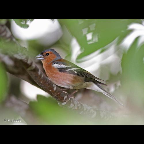 <i>Fringilla coelebs</i> Linnaeus, 1758 © F. Jiguet