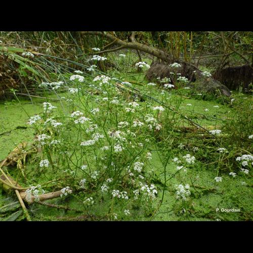 <i>Oenanthe aquatica</i> (L.) Poir., 1798 © P. Gourdain