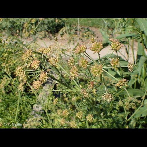 <i>Oenanthe crocata</i> L., 1753 &copy; NULL