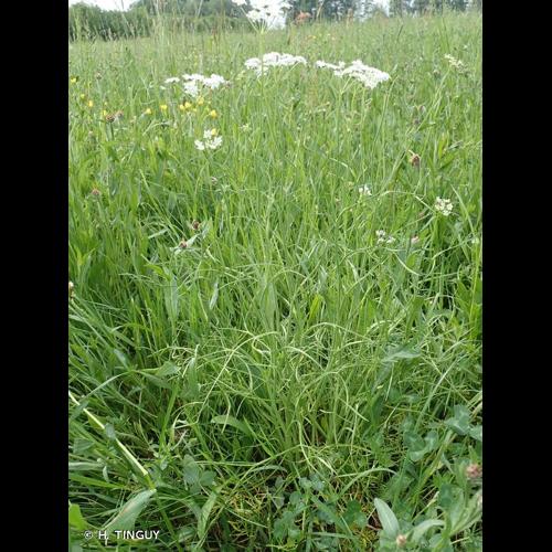 <i>Oenanthe peucedanifolia</i> Pollich, 1776 © H. TINGUY