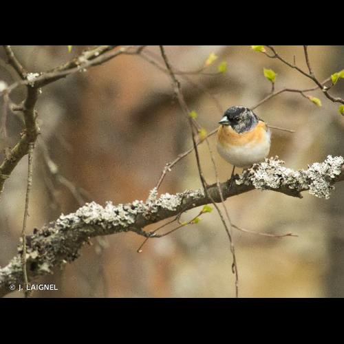 <i>Fringilla montifringilla</i> Linnaeus, 1758 © J. LAIGNEL
