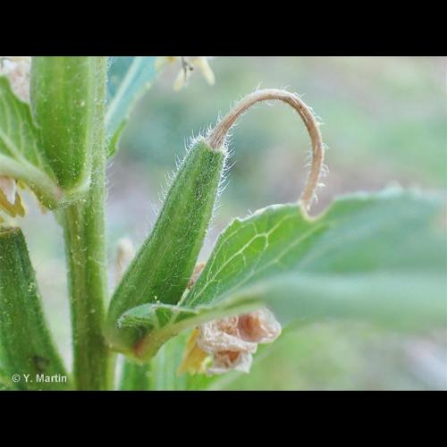 <i>Oenothera biennis</i> L., 1753 © NULL