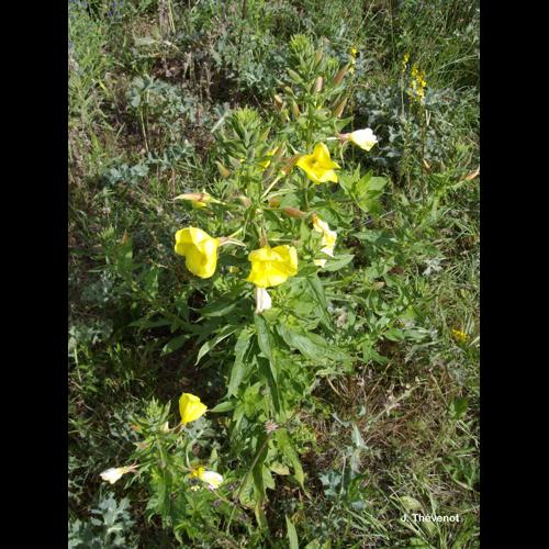 <i>Oenothera glazioviana</i> Micheli, 1875 © J. Thévenot