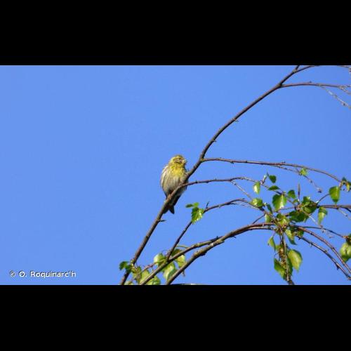 <i>Serinus serinus</i> (Linnaeus, 1766) © O. Roquinarc'h