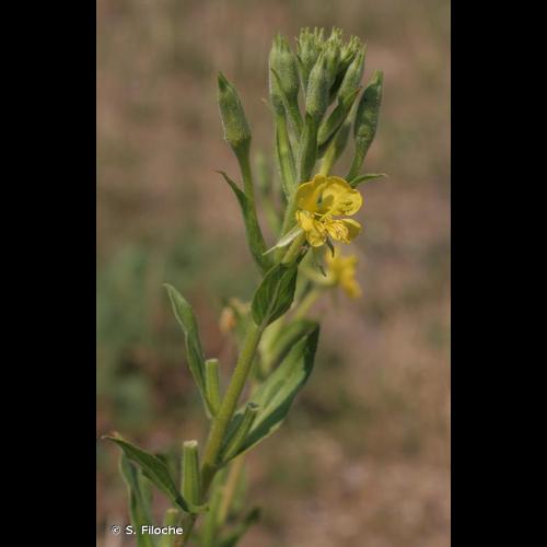 <i>Oenothera parviflora</i> L., 1759 © S. Filoche