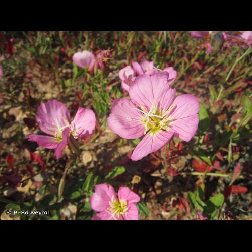 <i>Oenothera rosea</i> L'Hér. ex Aiton, 1789 © P. Rouveyrol