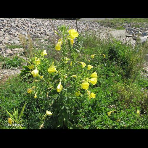 <i>Oenothera suaveolens</i> Pers., 1805 © H. Tinguy