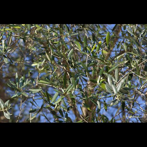 <i>Olea europaea</i> L., 1753 © P. Gourdain