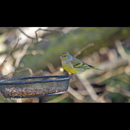 <i>Carduelis citrinella</i> (Pallas, 1764) © V. Roguet