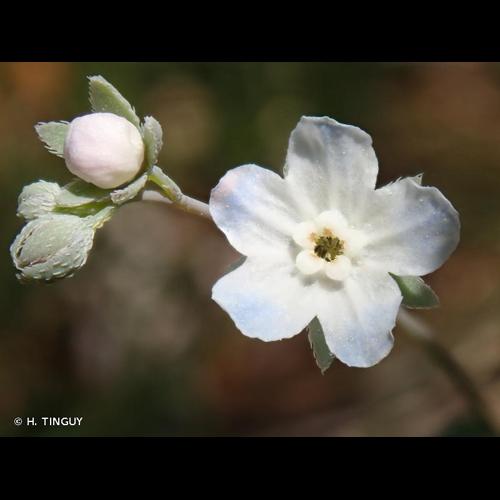<i>Iberodes linifolia</i> (L.) M.Serrano, R.Carbajal & S.Ortiz, 2016 © H. TINGUY