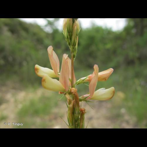<i>Onobrychis saxatilis</i> (L.) Lam., 1779 © H. Tinguy