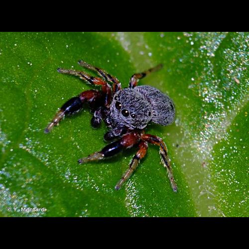 <i>Ballus rufipes</i> (Simon, 1869) © Y. Montardi