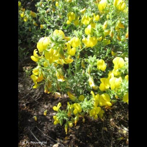 <i>Ononis natrix</i> L., 1753 © P. Rouveyrol