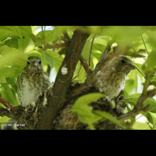 <i>Carduelis carduelis</i> (Linnaeus, 1758) © M. Bartoli