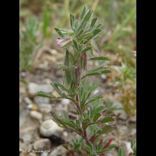 <i>Ononis reclinata</i> L., 1763 &copy; P. Rouveyrol