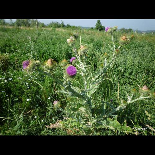 <i>Onopordum acanthium</i> L., 1753 © P. Gourdain