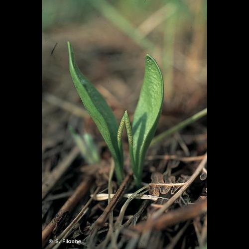 <i>Ophioglossum azoricum</i> C.Presl, 1845 © S. Filoche