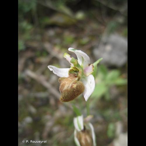 <i>Ophrys arachnitiformis</i> Gren. & M.Philippe, 1860 &copy; P. Rouveyrol