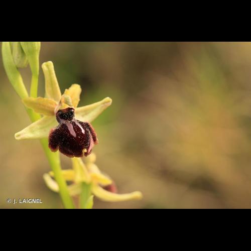 <i>Ophrys aranifera</i> Huds., 1778 © J. LAIGNEL