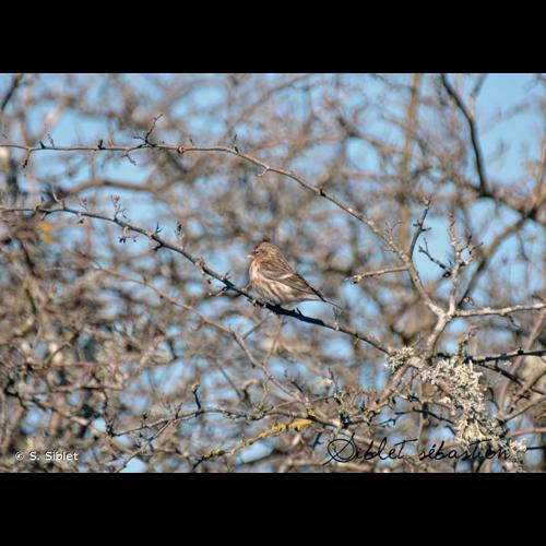 <i>Acanthis flammea</i> (Linnaeus, 1758) © S. Siblet